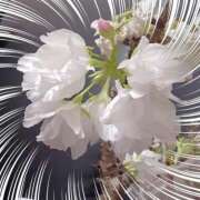 ヒメ日記 2025/04/14 18:48 投稿 優樹菜(ゆきな) 札幌人妻マドンナ