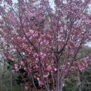 ヒメ日記 2025/05/15 22:57 投稿 優樹菜(ゆきな) 札幌人妻マドンナ