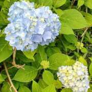 ヒメ日記 2025/07/04 19:48 投稿 優樹菜(ゆきな) 札幌人妻マドンナ