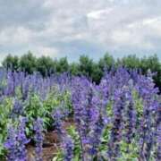 ヒメ日記 2025/07/22 14:03 投稿 優樹菜(ゆきな) 札幌人妻マドンナ