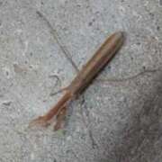 ヒメ日記 2025/08/17 04:51 投稿 優樹菜(ゆきな) 札幌人妻マドンナ