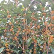 ヒメ日記 2025/10/08 16:36 投稿 優樹菜(ゆきな) 札幌人妻マドンナ