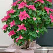 ヒメ日記 2025/12/08 16:04 投稿 優樹菜(ゆきな) 札幌人妻マドンナ