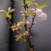 ヒメ日記 2026/03/15 18:33 投稿 優樹菜(ゆきな) 札幌人妻マドンナ