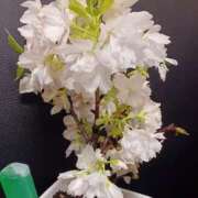 ヒメ日記 2026/03/22 18:51 投稿 優樹菜(ゆきな) 札幌人妻マドンナ