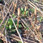 ヒメ日記 2026/04/14 20:03 投稿 優樹菜(ゆきな) 札幌人妻マドンナ