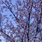 ヒメ日記 2026/04/24 22:48 投稿 優樹菜(ゆきな) 札幌人妻マドンナ