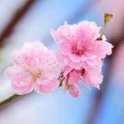 ヒメ日記 2025/03/16 13:15 投稿 ちい 素人妻達☆マイふぇらレディー