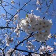 ヒメ日記 2025/04/07 14:39 投稿 ちい 素人妻達☆マイふぇらレディー