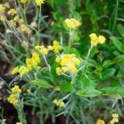 ヒメ日記 2025/05/09 10:57 投稿 ちい 素人妻達☆マイふぇらレディー