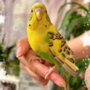 ヒメ日記 2025/05/10 15:15 投稿 ちい 素人妻達☆マイふぇらレディー