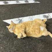 ヒメ日記 2025/05/12 14:15 投稿 ちい 素人妻達☆マイふぇらレディー