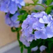 ヒメ日記 2025/06/05 07:30 投稿 ちい 素人妻達☆マイふぇらレディー