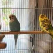 ヒメ日記 2025/06/26 23:55 投稿 ちい 素人妻達☆マイふぇらレディー