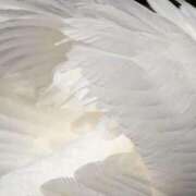 ヒメ日記 2025/09/13 13:15 投稿 ちい 素人妻達☆マイふぇらレディー