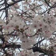 ヒメ日記 2026/03/30 16:45 投稿 ちい 素人妻達☆マイふぇらレディー