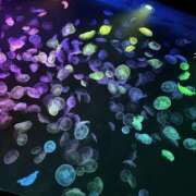 ヒメ日記 2025/01/25 19:53 投稿 ゆうか Hip's千葉駅前店