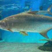 ヒメ日記 2025/12/31 13:18 投稿 石井秋乃(あきの) 東京不倫～とうきょうふりん～