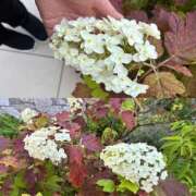 ヒメ日記 2025/06/04 15:00 投稿 かおるこ 即トク奥さん