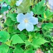 ヒメ日記 2025/08/06 11:50 投稿 かおるこ 即トク奥さん