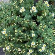 ヒメ日記 2025/11/17 09:50 投稿 かおるこ 即トク奥さん