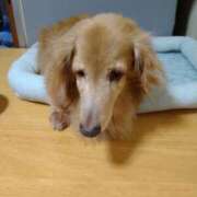 ヒメ日記 2025/08/07 22:17 投稿 るいす 熟女家 堺東店