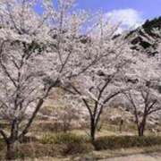 ヒメ日記 2025/04/05 08:02 投稿 ミイ ルパン