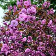 ヒメ日記 2025/05/11 20:13 投稿 鳴海莉子 お姉さんCLUB