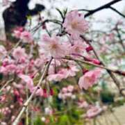 水原わかな みどりがちょんちょんではじめる葉桜っていちばん春を感じる バルボラ マリンブルー