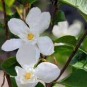 ヒメ日記 2025/05/06 06:17 投稿 あゆ 梅田アバンチュール