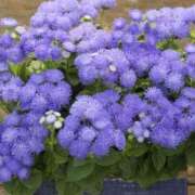 ヒメ日記 2025/05/11 05:55 投稿 あゆ 梅田アバンチュール