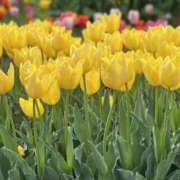 ヒメ日記 2025/05/17 06:33 投稿 あゆ 梅田アバンチュール