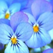 ヒメ日記 2025/05/18 07:03 投稿 あゆ 梅田アバンチュール