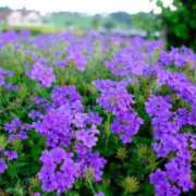 ヒメ日記 2025/05/24 06:45 投稿 あゆ 梅田アバンチュール