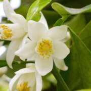 ヒメ日記 2025/05/25 07:34 投稿 あゆ 梅田アバンチュール