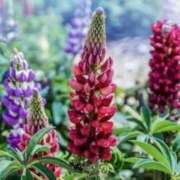 ヒメ日記 2025/05/31 07:34 投稿 あゆ 梅田アバンチュール