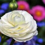 ヒメ日記 2025/06/09 12:29 投稿 あゆ 梅田アバンチュール