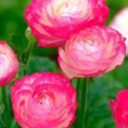 ヒメ日記 2025/06/10 06:38 投稿 あゆ 梅田アバンチュール