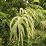 ヒメ日記 2025/06/20 04:39 投稿 あゆ 梅田アバンチュール