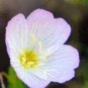 ヒメ日記 2025/06/21 05:27 投稿 あゆ 梅田アバンチュール