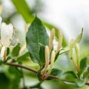 ヒメ日記 2025/06/22 06:47 投稿 あゆ 梅田アバンチュール