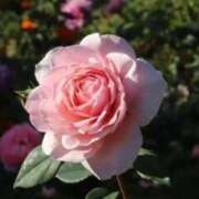 ヒメ日記 2025/06/23 11:44 投稿 あゆ 梅田アバンチュール