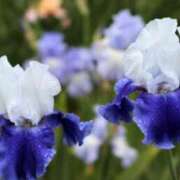 ヒメ日記 2025/06/29 05:41 投稿 あゆ 梅田アバンチュール