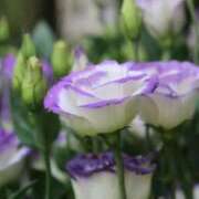 ヒメ日記 2025/07/12 07:36 投稿 あゆ 梅田アバンチュール