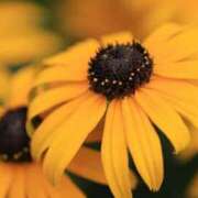 ヒメ日記 2025/07/20 06:39 投稿 あゆ 梅田アバンチュール