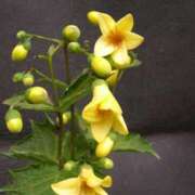 ヒメ日記 2025/07/31 19:04 投稿 あゆ 梅田アバンチュール