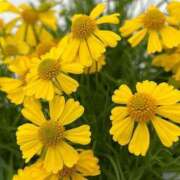 ヒメ日記 2025/08/07 07:04 投稿 あゆ 梅田アバンチュール