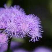 ヒメ日記 2025/09/14 05:57 投稿 あゆ 梅田アバンチュール