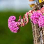 ヒメ日記 2025/09/16 12:19 投稿 あゆ 梅田アバンチュール