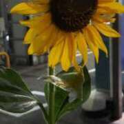 ヒメ日記 2025/09/24 06:52 投稿 あゆ 梅田アバンチュール